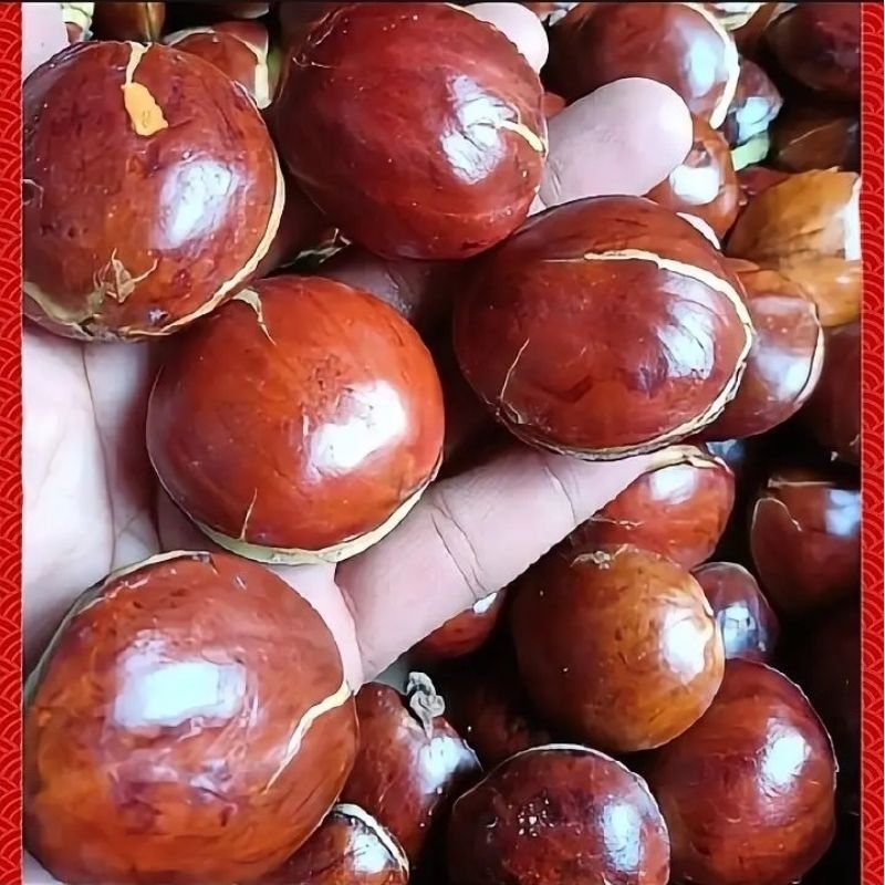 

Jengkol tua rendang full sortir 1kg.