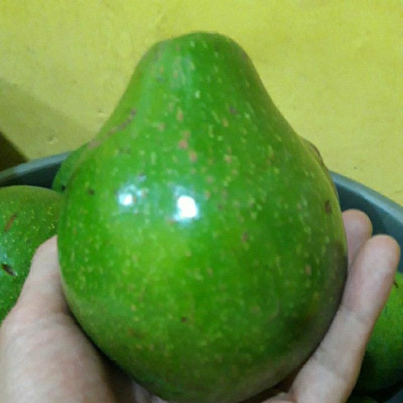 

Alpukat mentega super per biji ukuran 350-450 gram