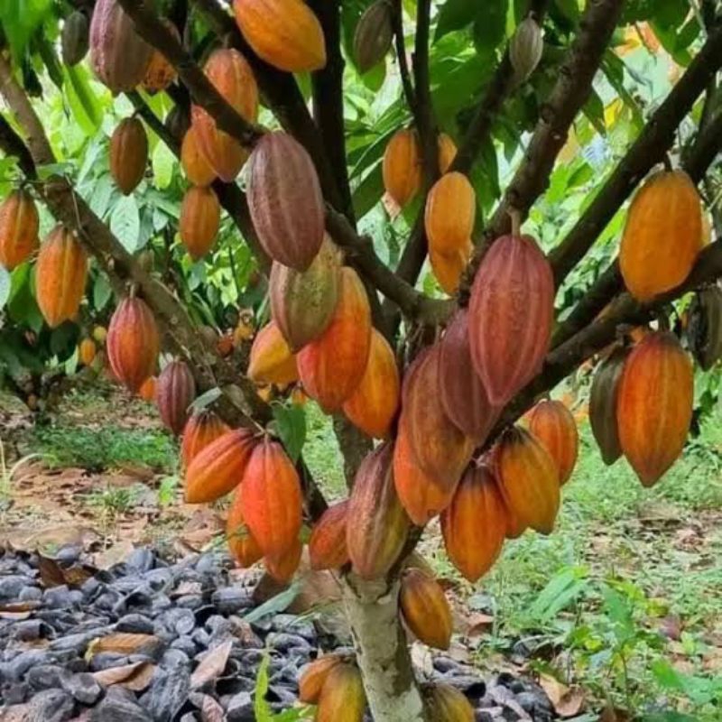 paket bibit tanaman kakao/bibit tanaman kopi coklat/bibit tanaman kakao