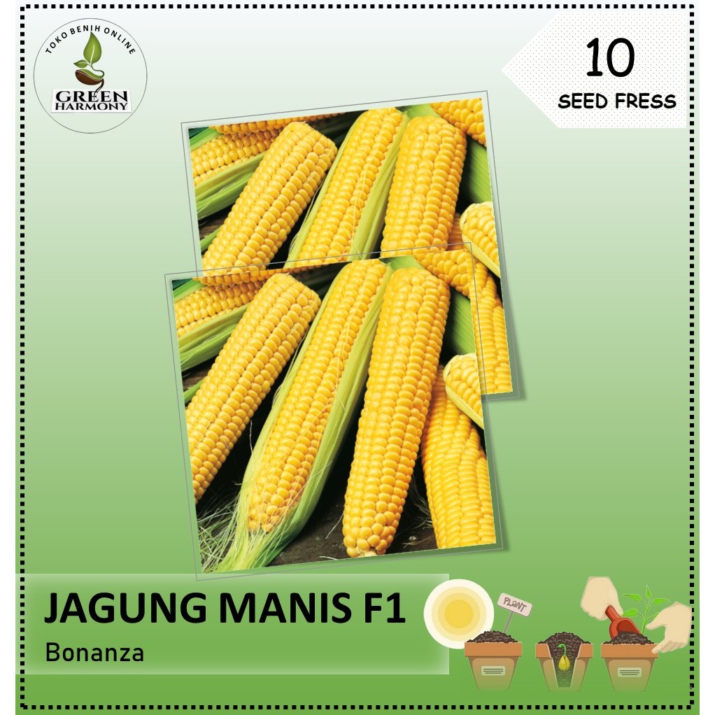 10 Biji - Benih Jagung Manis BONANZA F1