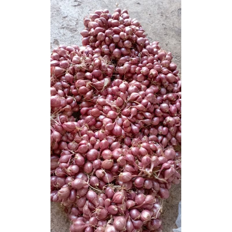 

Bawang merah 1kg brambang untingan bawang merah 1kg Bawang merah Jumbo