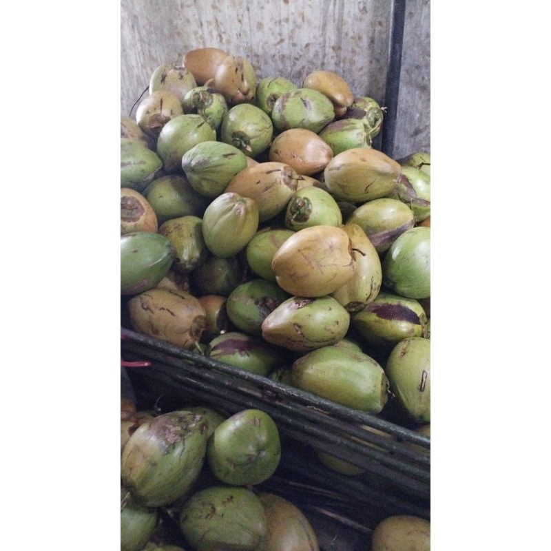 

kelapa muda