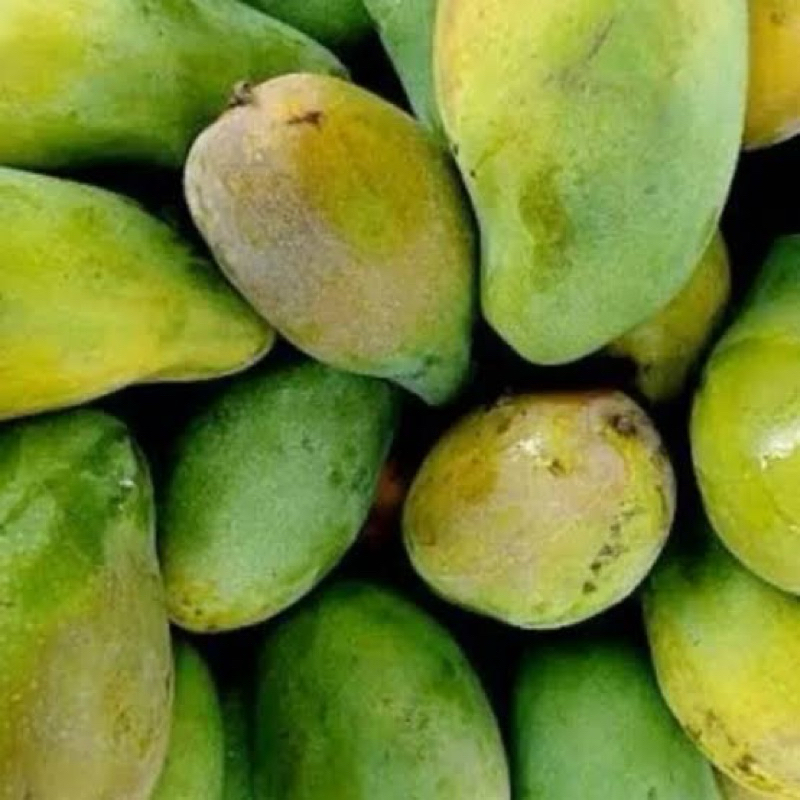 

jual buah mangga harum manis 1kg
