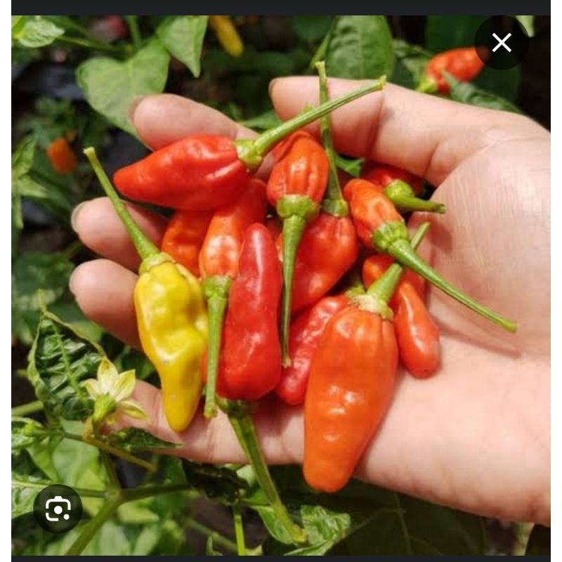 

Promo cabe rawit PRENTUL 250gram fresh