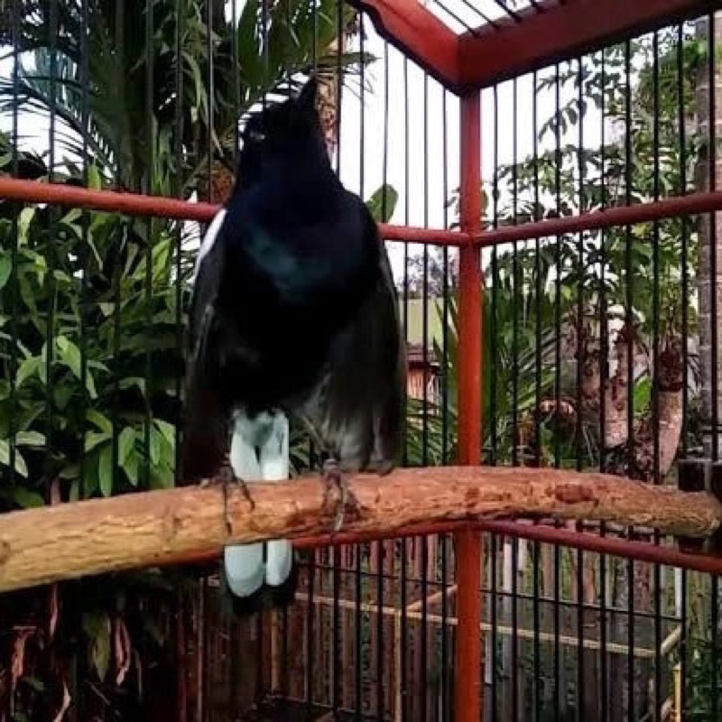 Burung kacer dada hitam jantan jatim pilihan