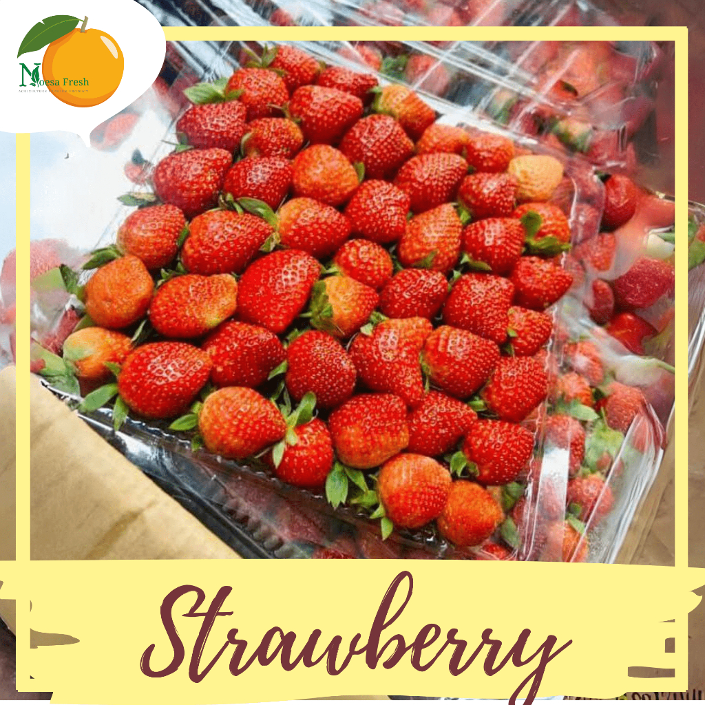 

Strawberry Jumbo Fresh Lokal Batu 500 gram & 1kg
