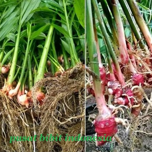 10 POHON BIBIT JAHE MERAH /GAJAH DAN EMPRIT