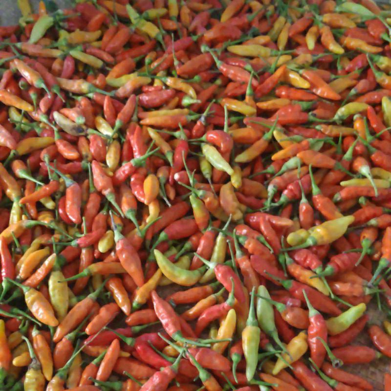 

CABAI RAWIT MERAH ORI 500 GRAM MAGELANG