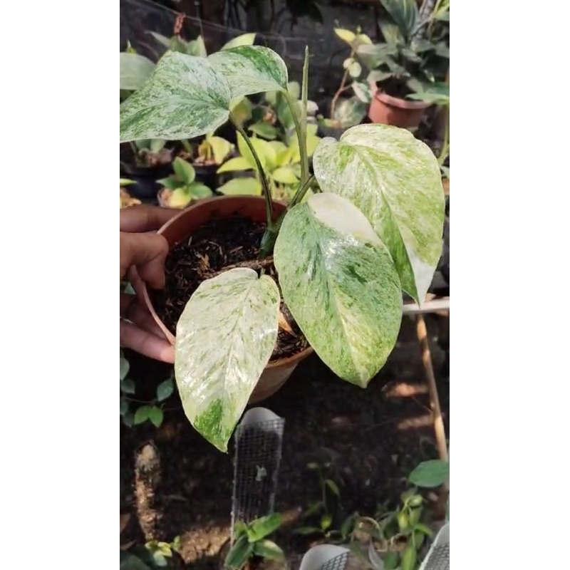 Epipremnum hanoman super marble