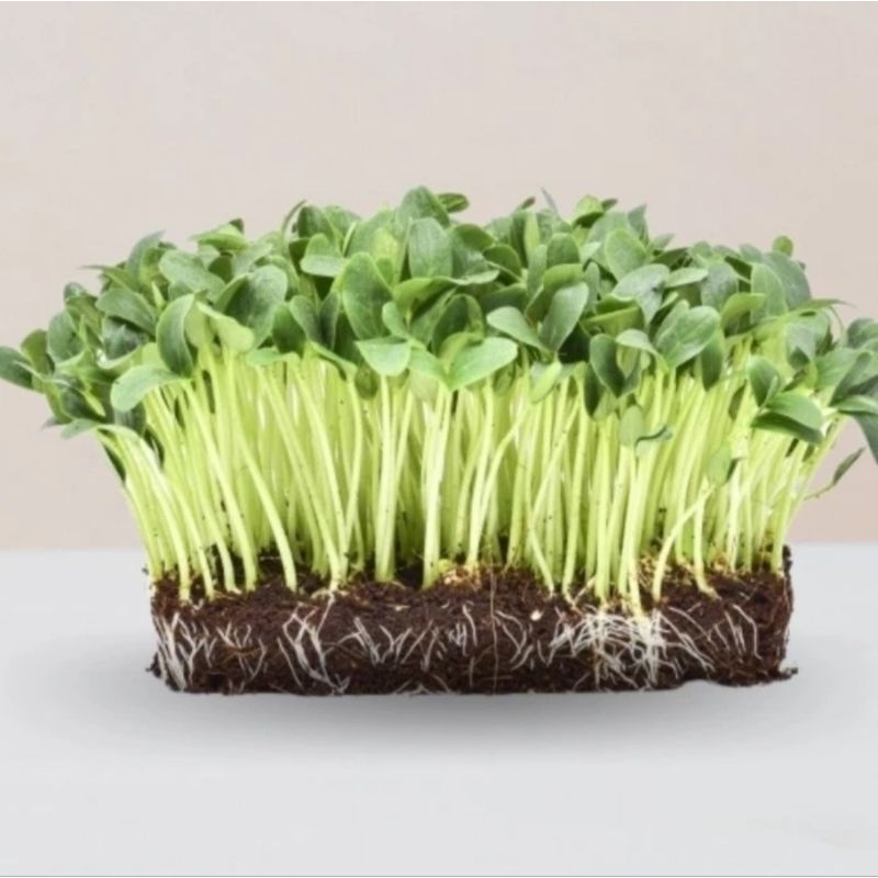 ( 500 Gram ) Benih Sayur Kangkung Microgreen / Kangkung Microgreens
