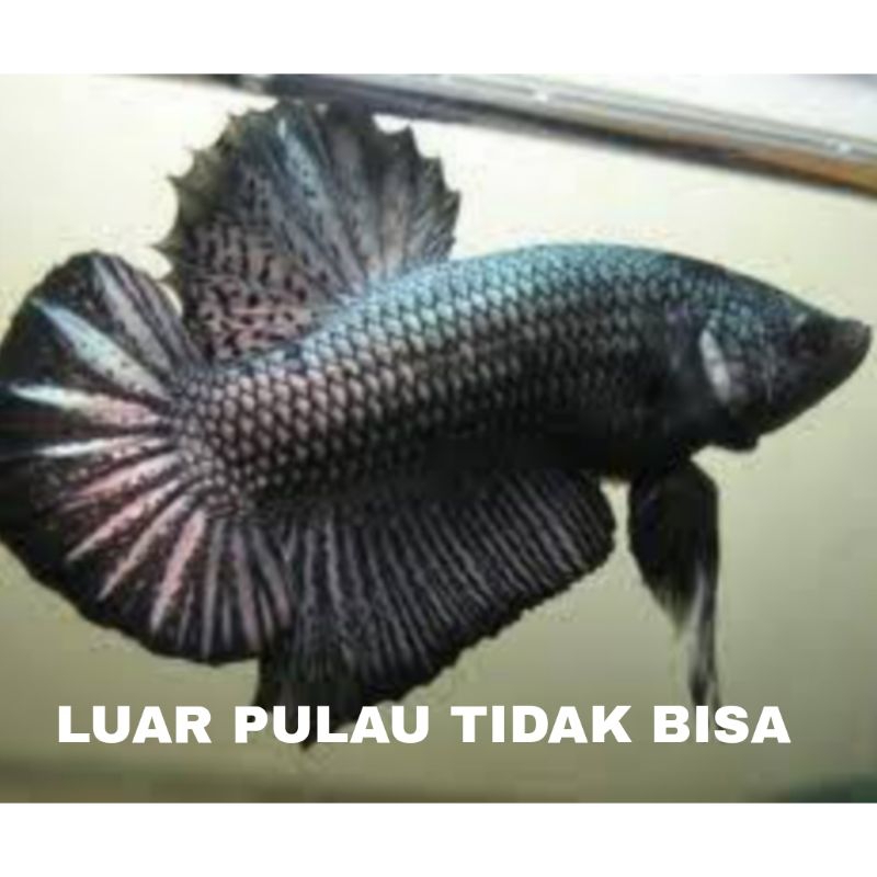 ikan cupang plakat dragon isi 10 bergaransi