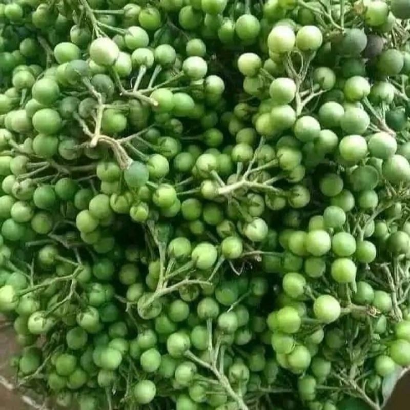 

Takokak/cepokak/pokak segar