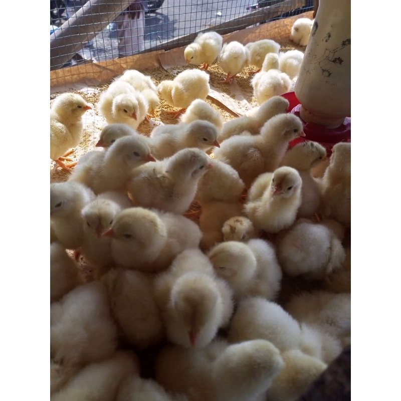 Ayam Jantan - Ayam Negeri - Ayam Negri - Doc Jantan - Ayam Negeri Jantan - ayam pejantan