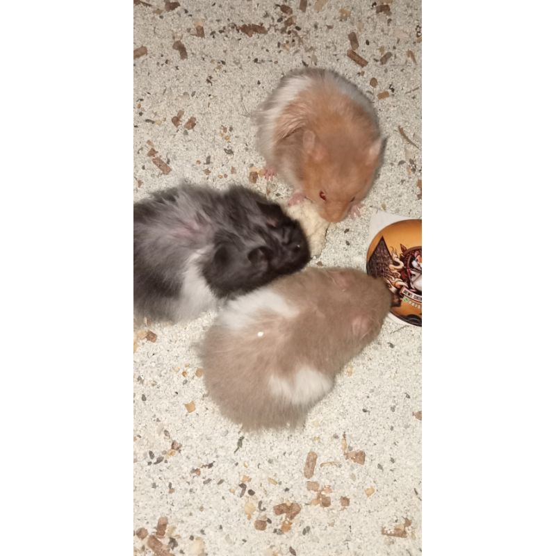 Hamster Syrian Jantan Long Hair (siap kawin/indukan)
