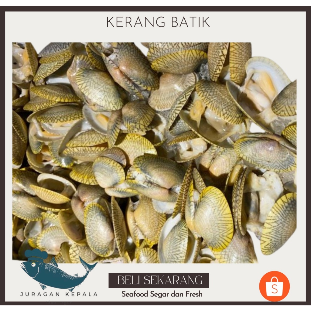 

KERANG BATIK 1 KG SEGAR