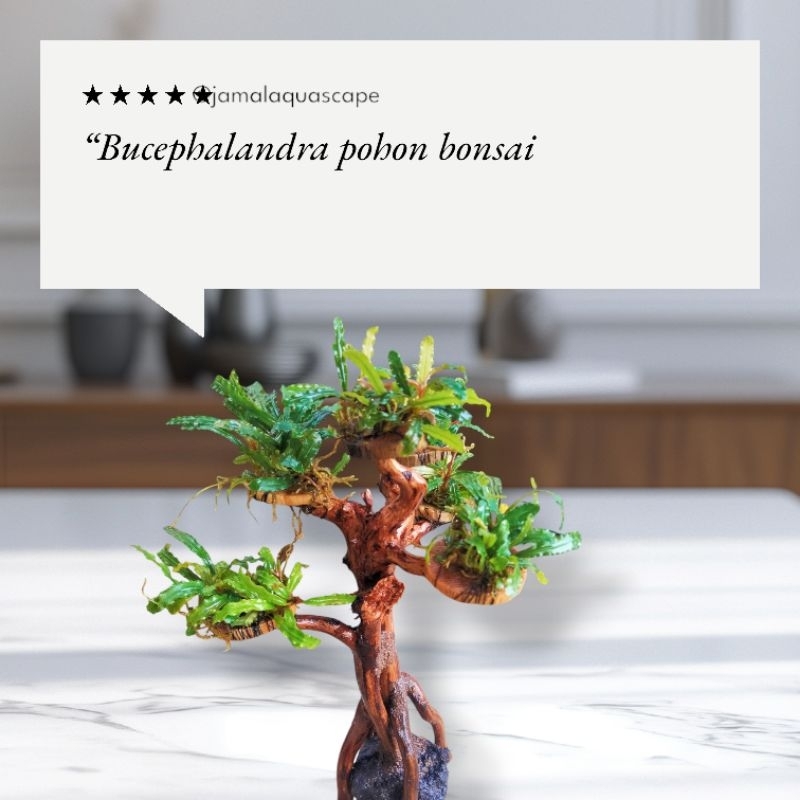 Bonsai aquascape bucephalandra Tanaman Hias Akuarium