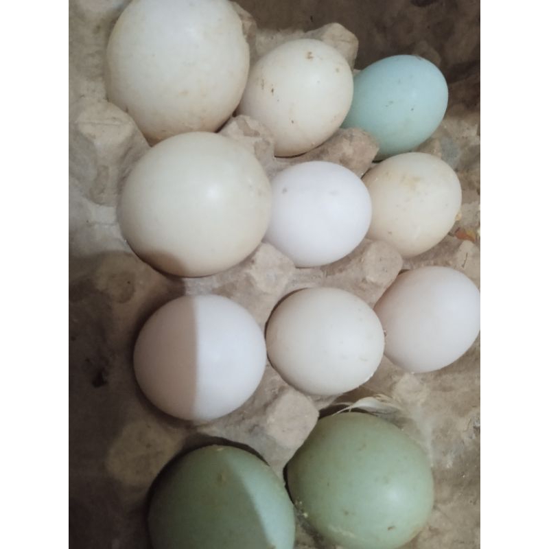 

PROMO telur bebek peking(bebek putih) FERTIL