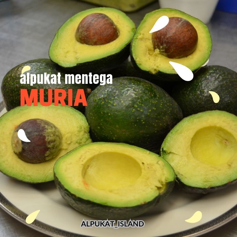 

alpukat muria 1kg