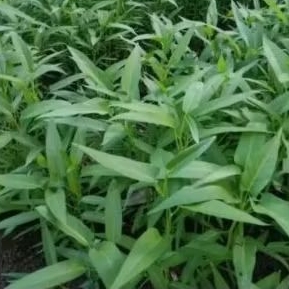bibit kangkung air / pcs batang