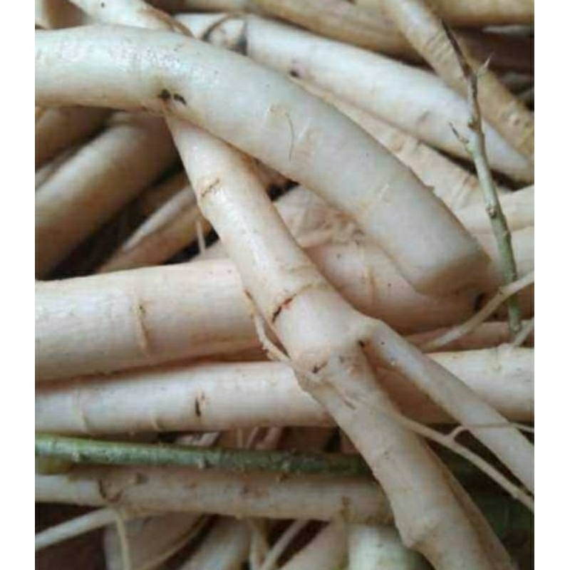 

Akar pepaya jantan segar