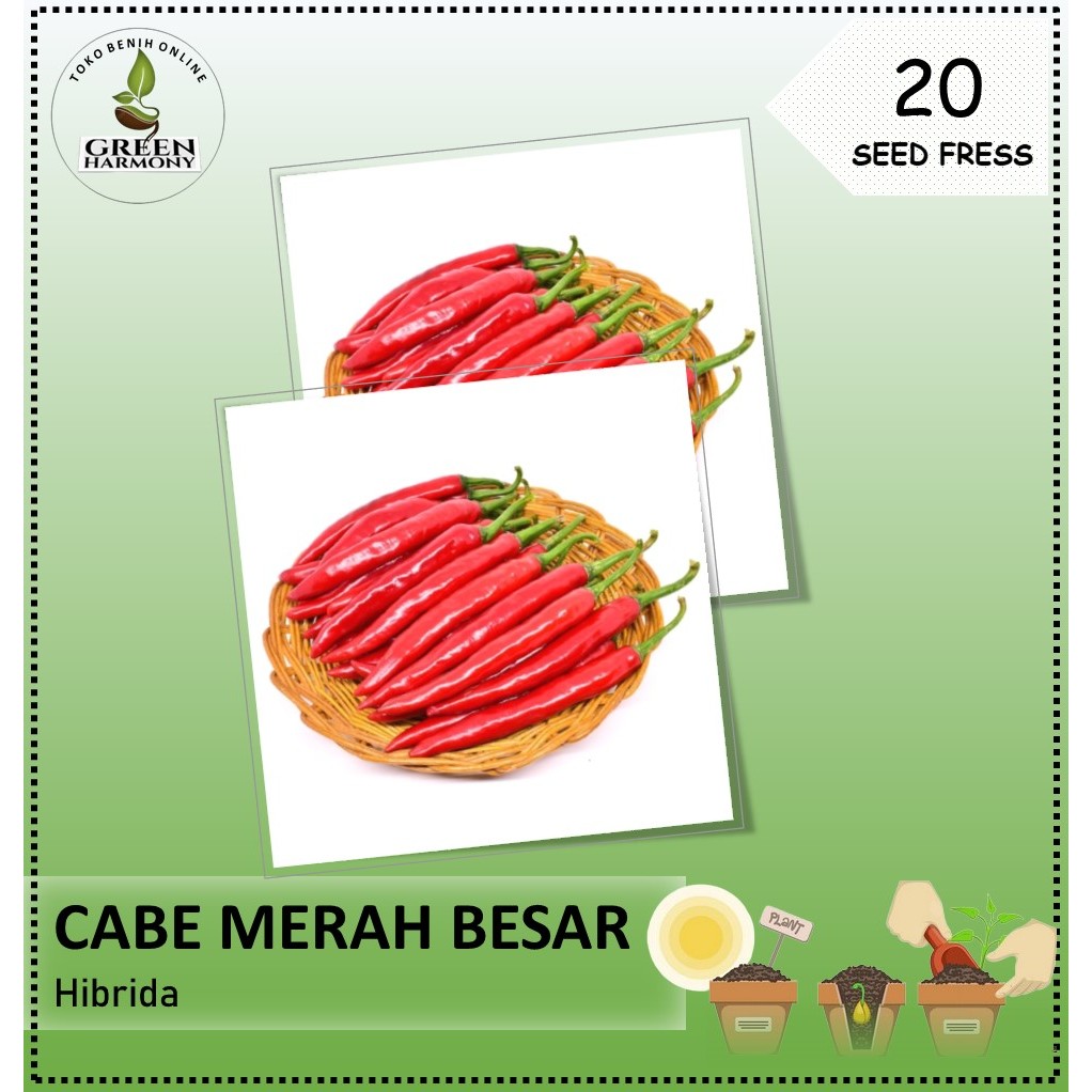 Bibit Benih Cabe Merah Besar F1 Hibrida Isi 10 Benih