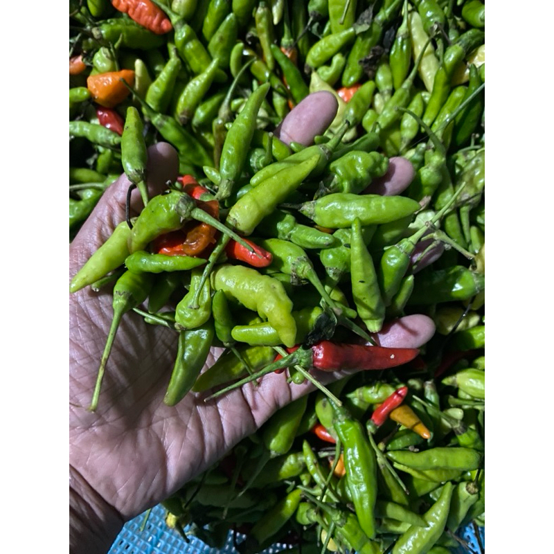 

cabe ijo seger campur merah 1kg