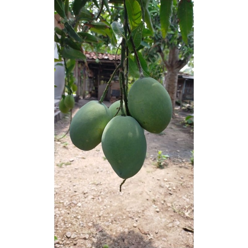 

MANGGA CENGKIR/ INDRAMAYU manisss 1 kg ( BUKAN MANGGA KARBITAN)