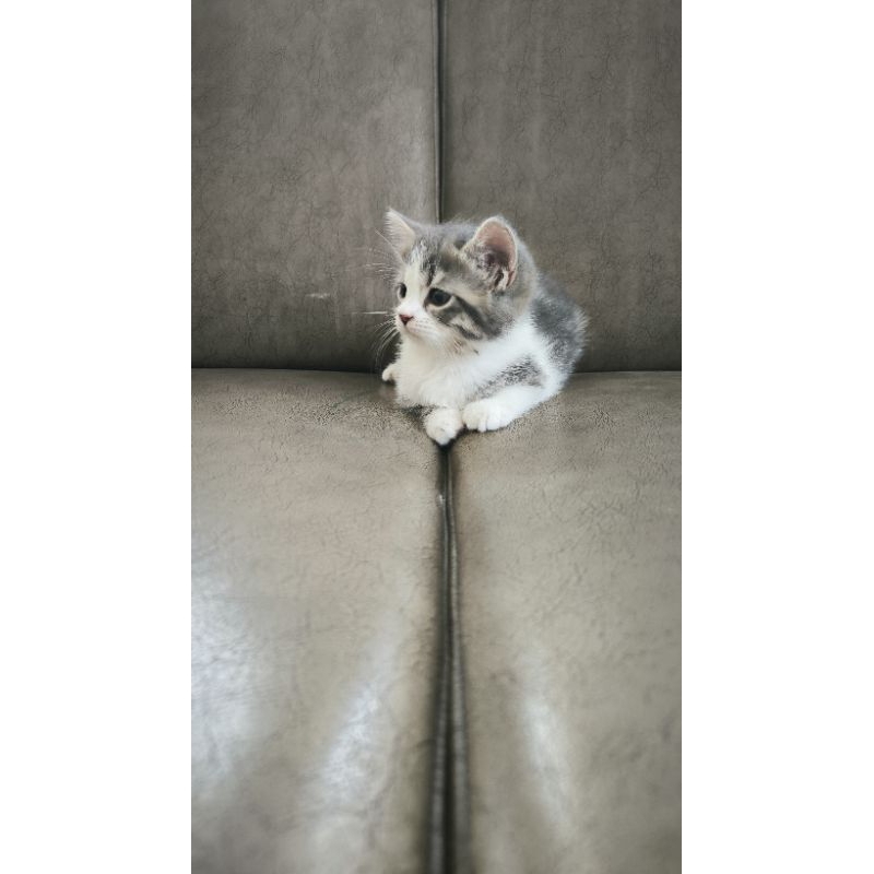 kitten anak kucing munchkin persia tidak cebol. not BSH/ british