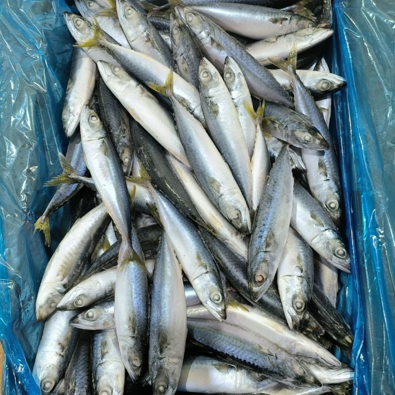

Ikan Salem 10kg