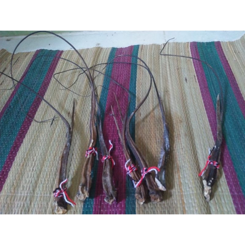 ekor pari pasupati