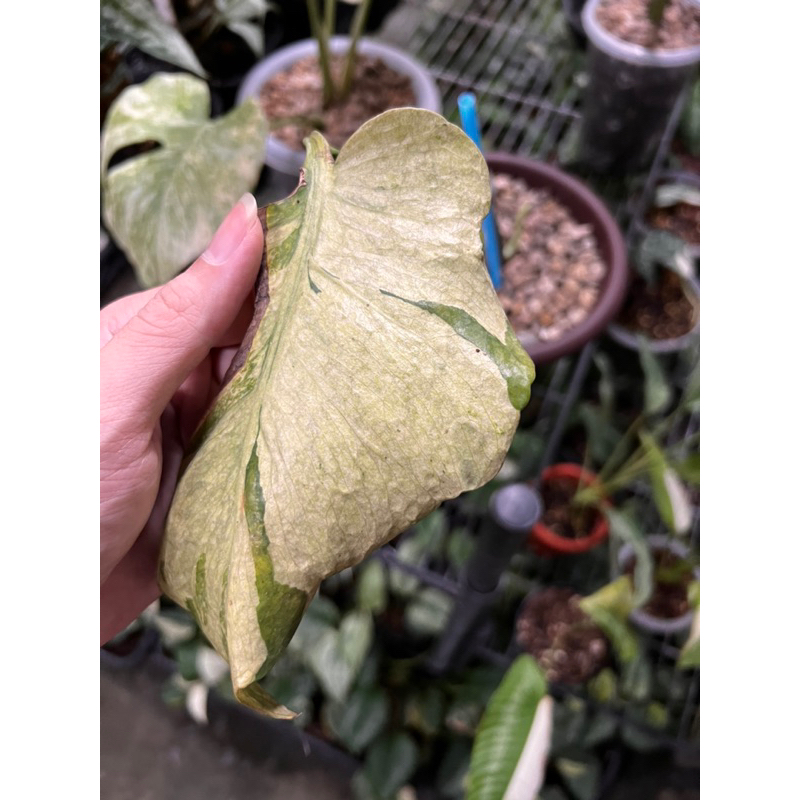 monstera ocean mint