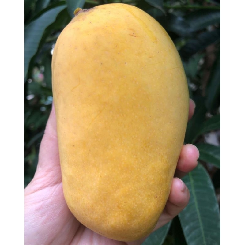 Bibit Mangga Chokanan 1,2 Meter Full Media