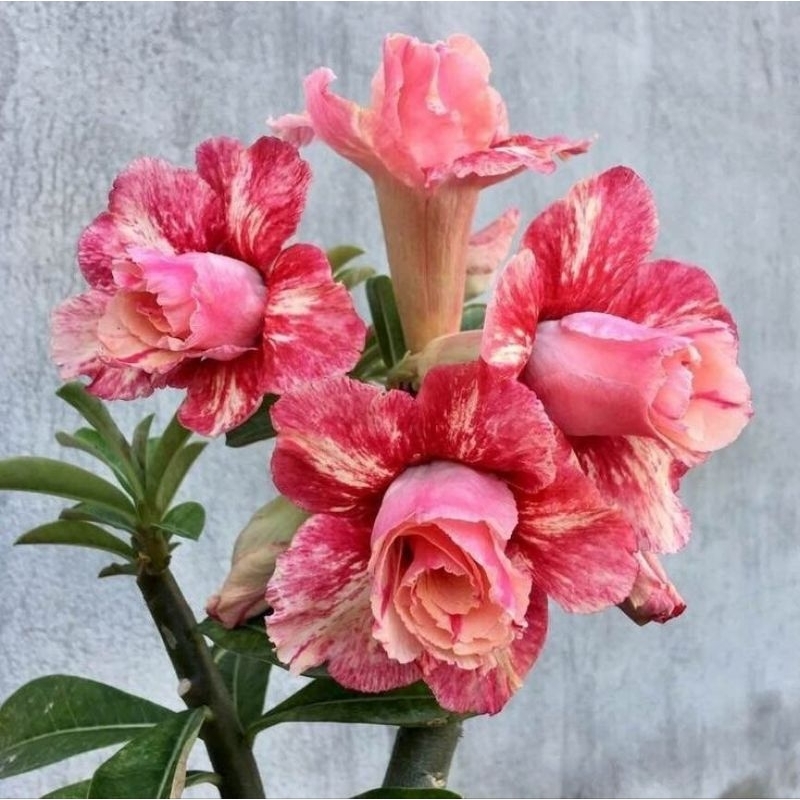 promoo bibit bonsai adenium bunga tumpuk pink rose - adenium bunga  - bonsai adenium