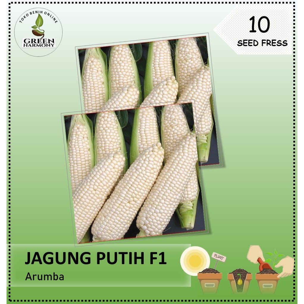 10 Biji - Benih Jagung Pulut Putih ARUMBA
