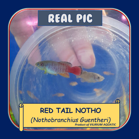 IKAN HIAS AIR TAWAR - GUENTHERI RED KILLIFISH / REDTAIL NOTHO (SEPASANG)
