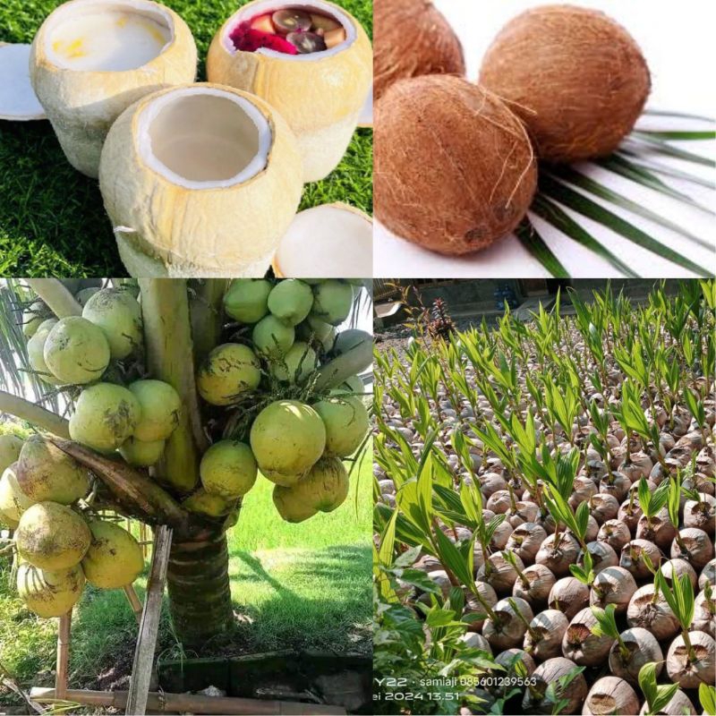 Kelapa Kopyor Bibit, Kelapa Kopyor Genjah, Kelapa Kopyor Asli