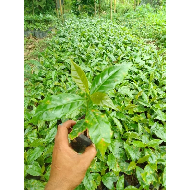 bibit kopi ateng arabika super 1 batang