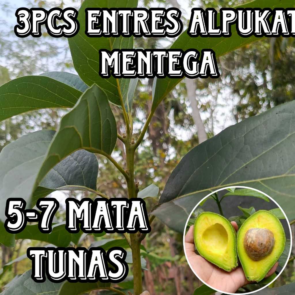 ENTRES PUCUKAN ALPUKAT MENTEGA SUPER ENTRES ALPUKAT (3PCS)