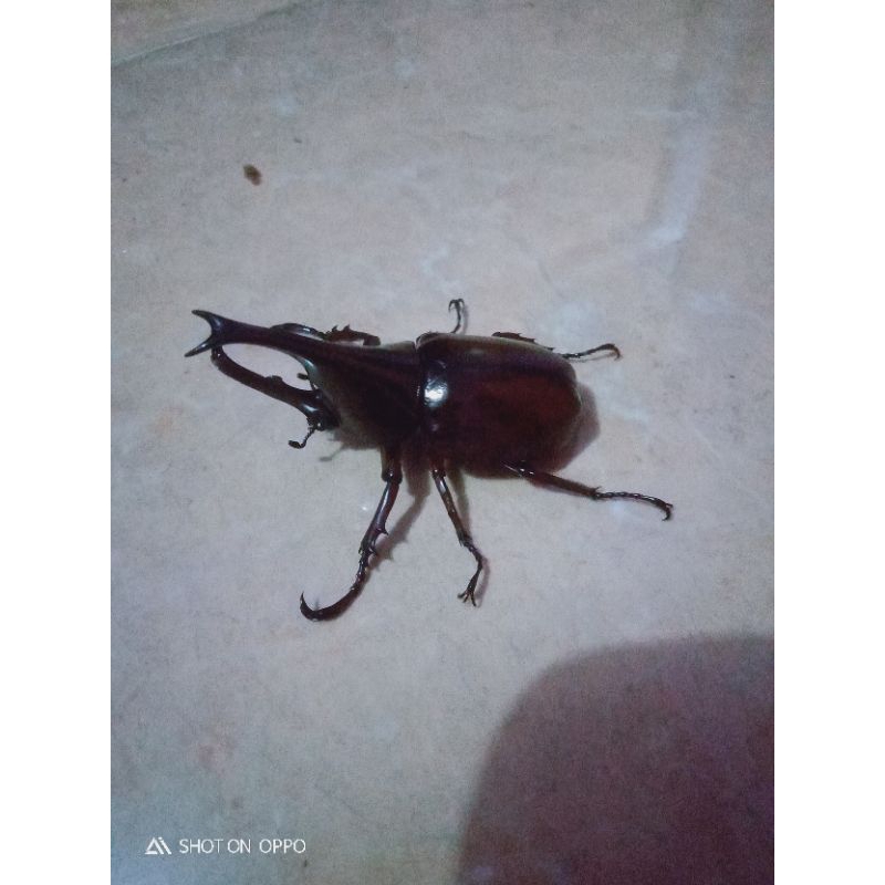 kumbang tanduk Gideon jantan hidup