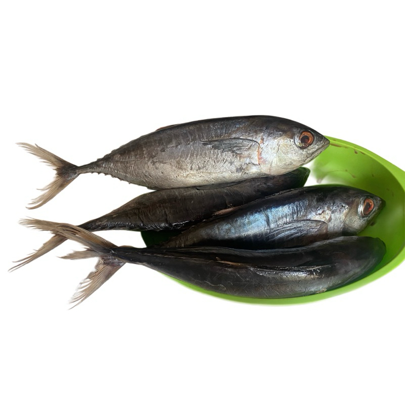 

ikan tuna segar beku