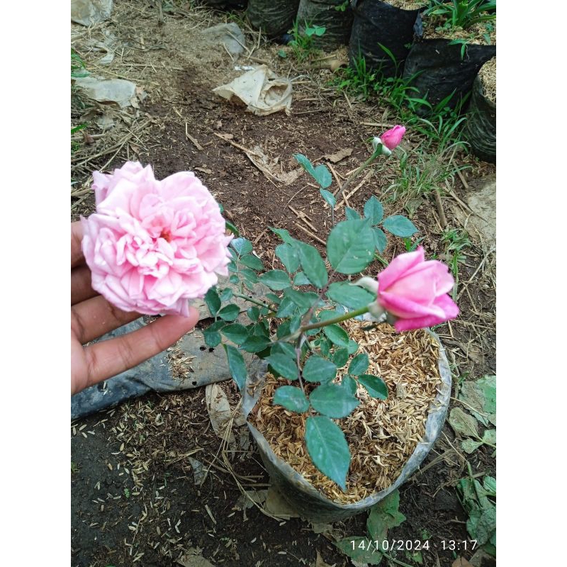 mawar kampung pink