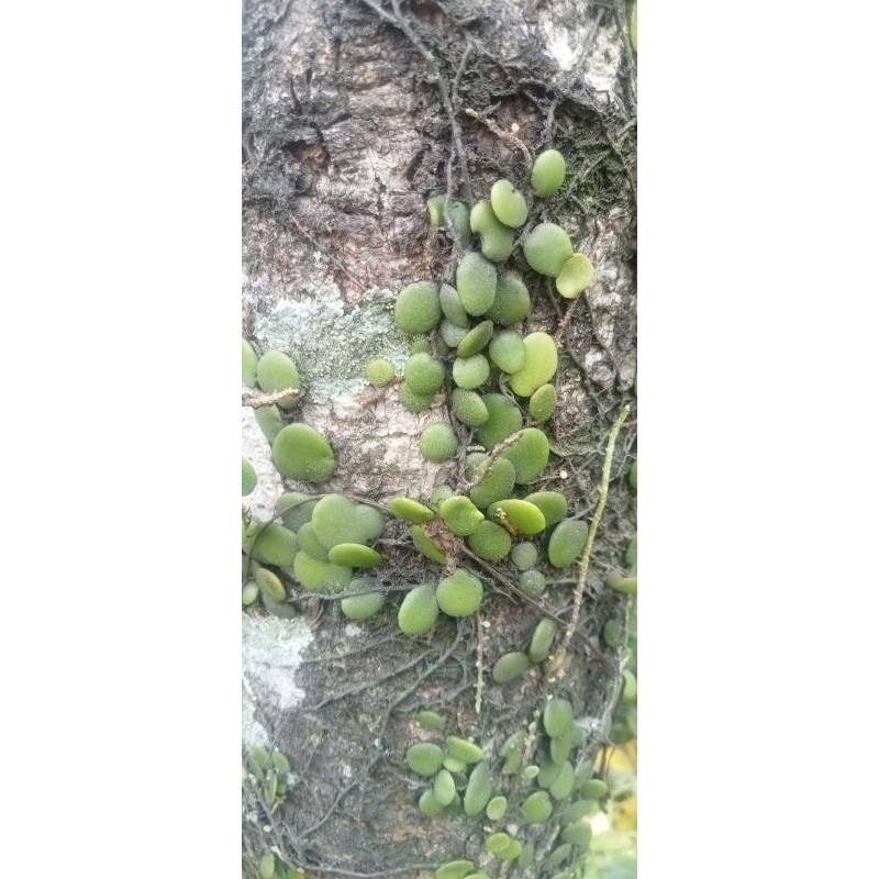 

daun sisik naga (daun picisan segar /250gram