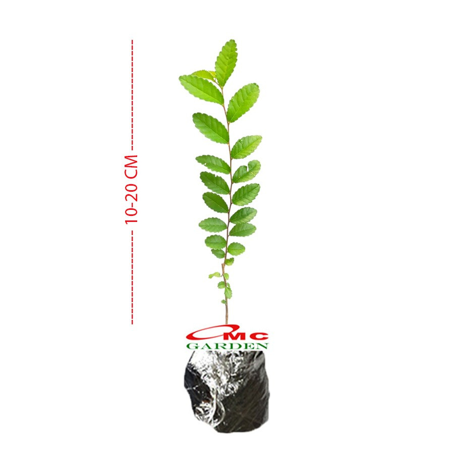 Tanaman Bibit Ulmus Micro Bahan Bonsain Ulmus Mikro Elm Cina 1020