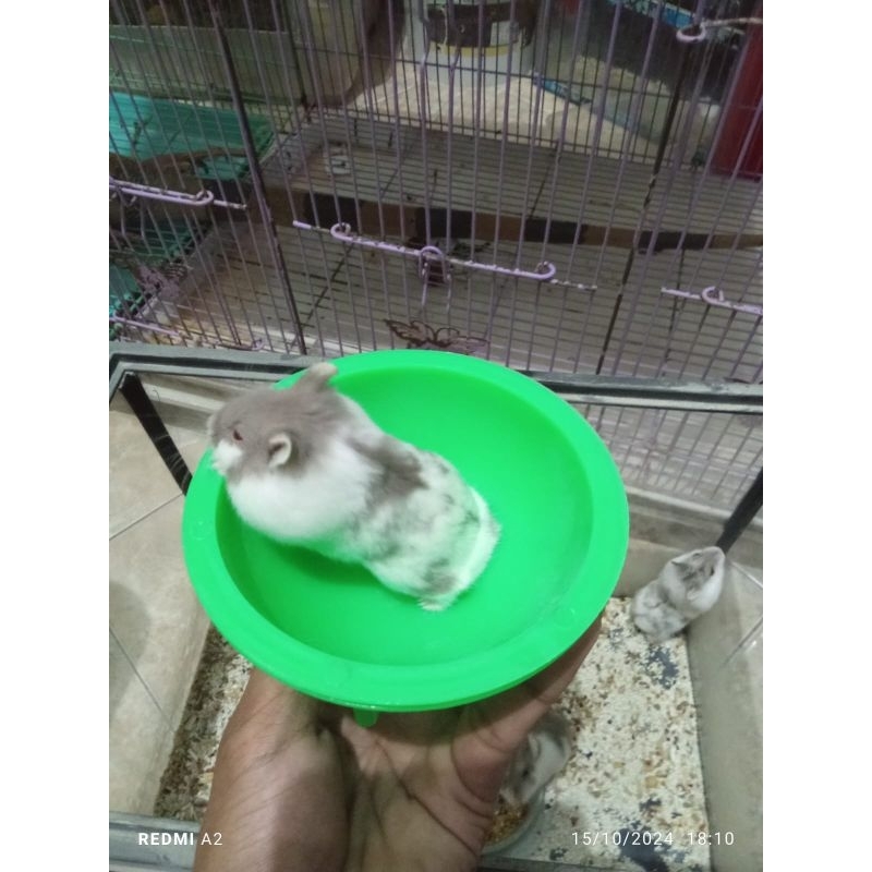 Hamster Campbell indukan gemoy jinak