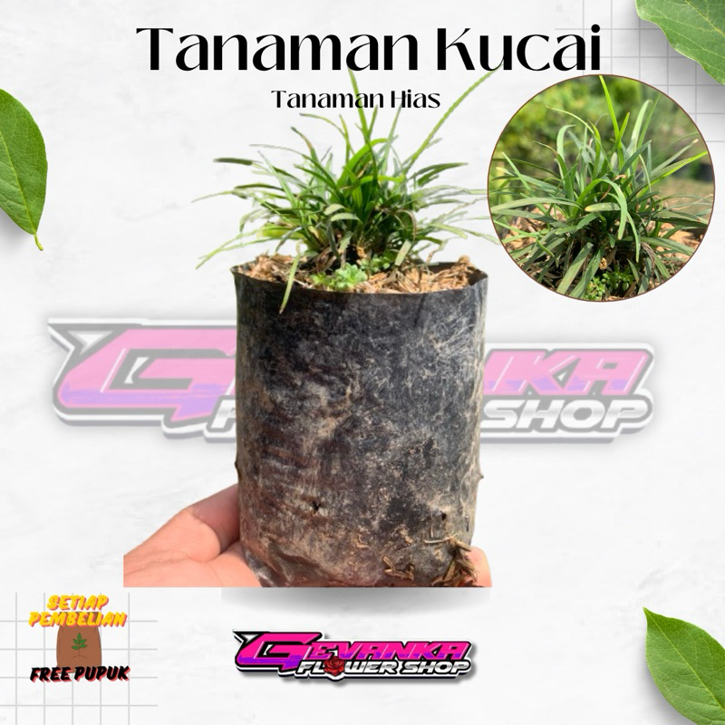 Tanaman Hias Rumput Kucai - Ophiopogon japonicus - Rumput Mondo