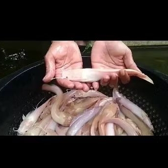 bibit ikan lele albino ukuran 13 - 15 cm per ekor