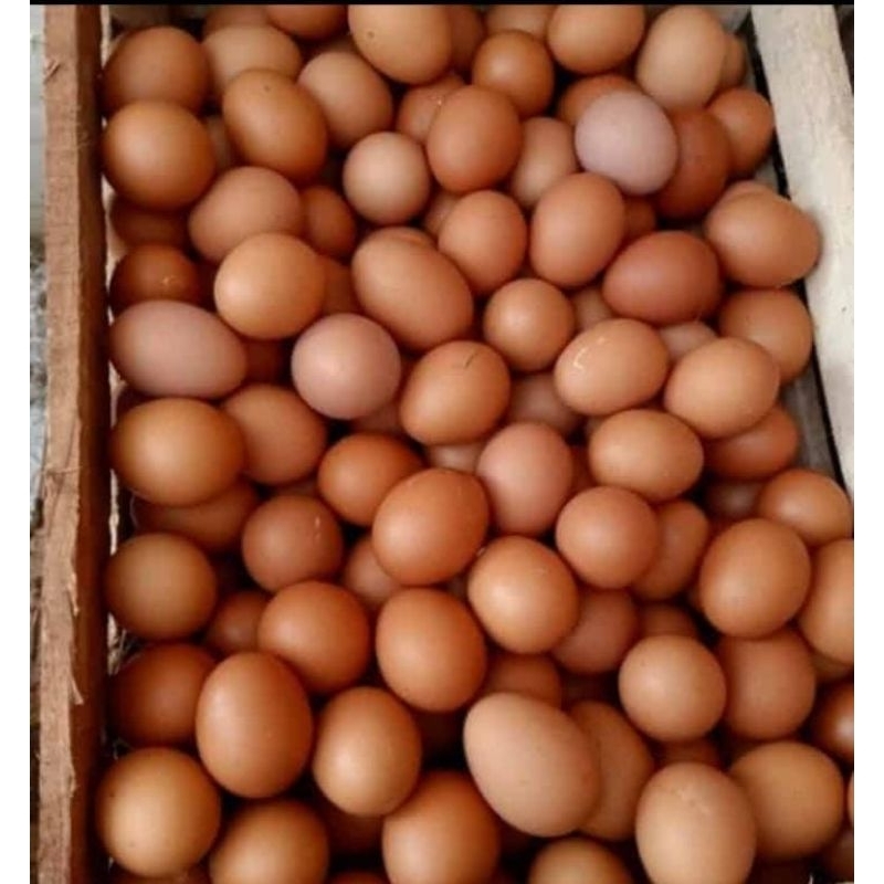 

cargo telor ayam negri ukuran sedang satuan
