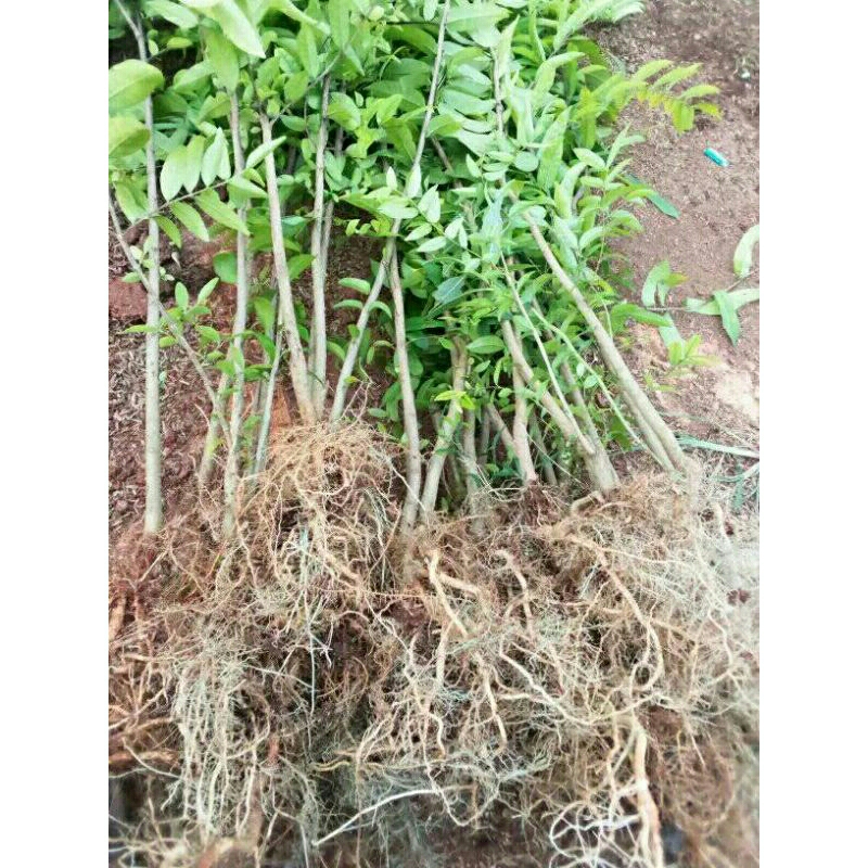 Bahan Bonsai Anting putri Besar batang kurang lebih jarum super