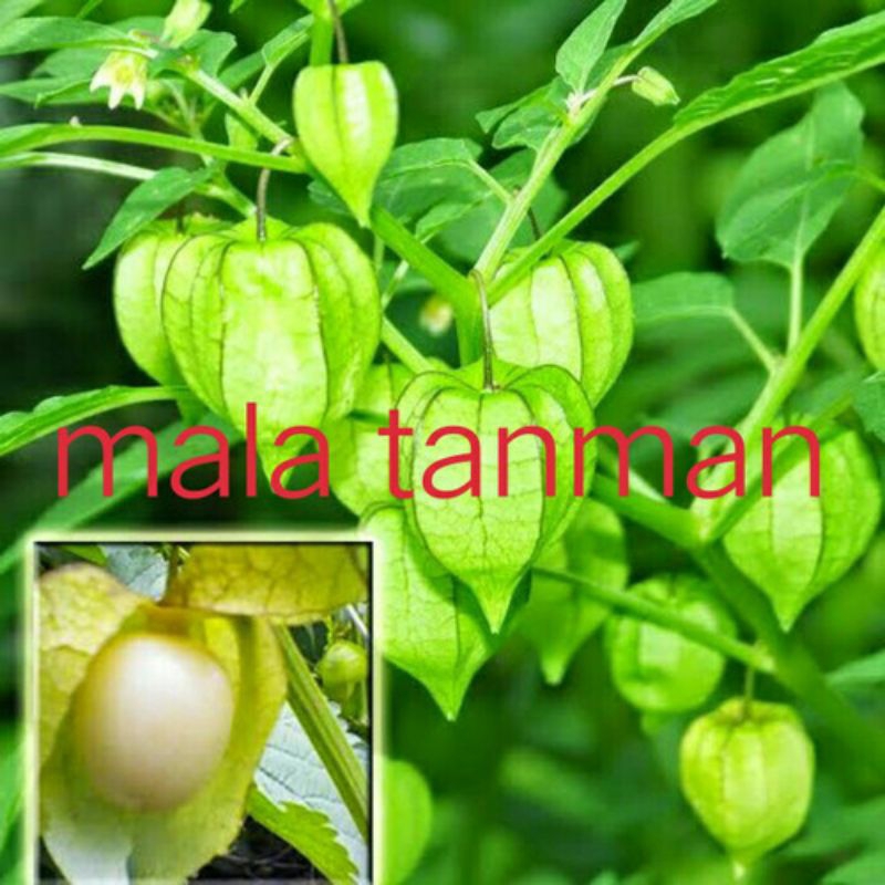 Tanaman/Bibit ciplukan/cecendet