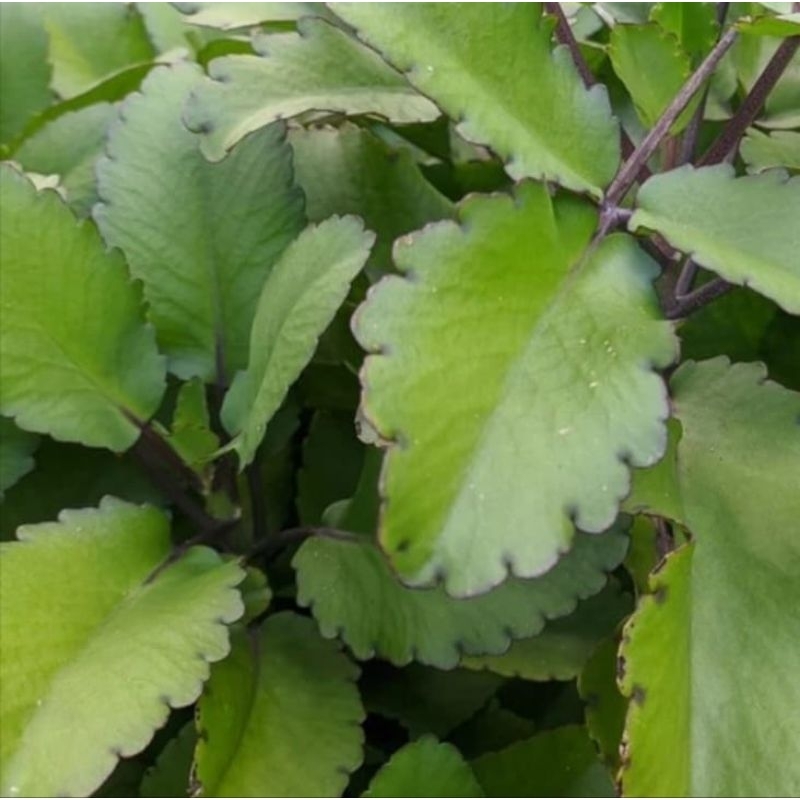 

Daun Cocor Bebek Segar Isi Per 250 Gram